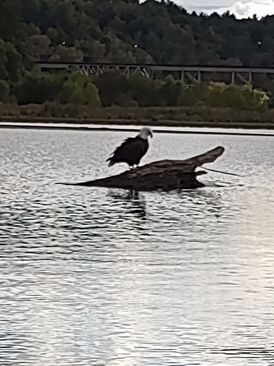 Bald Eagle - ML643453295