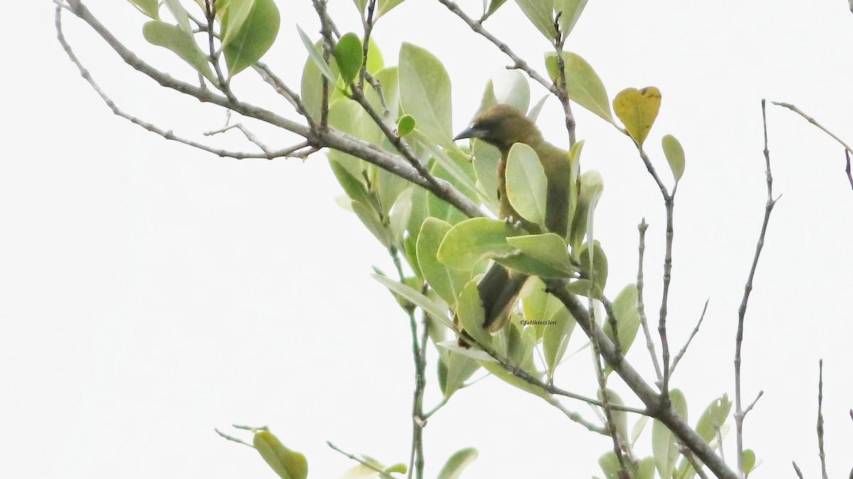 Cuban Oriole - ML643453297