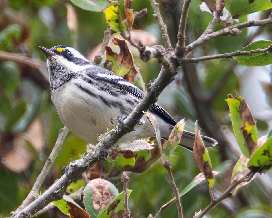 Black-throated Gray Warbler - ML643453309