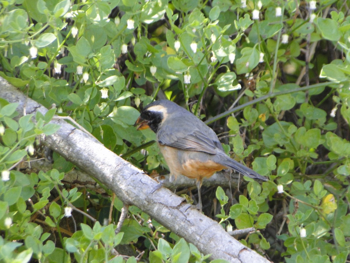 Golden-billed Saltator - ML643453313