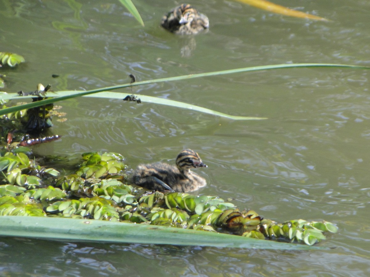 White-tufted Grebe - ML643453318