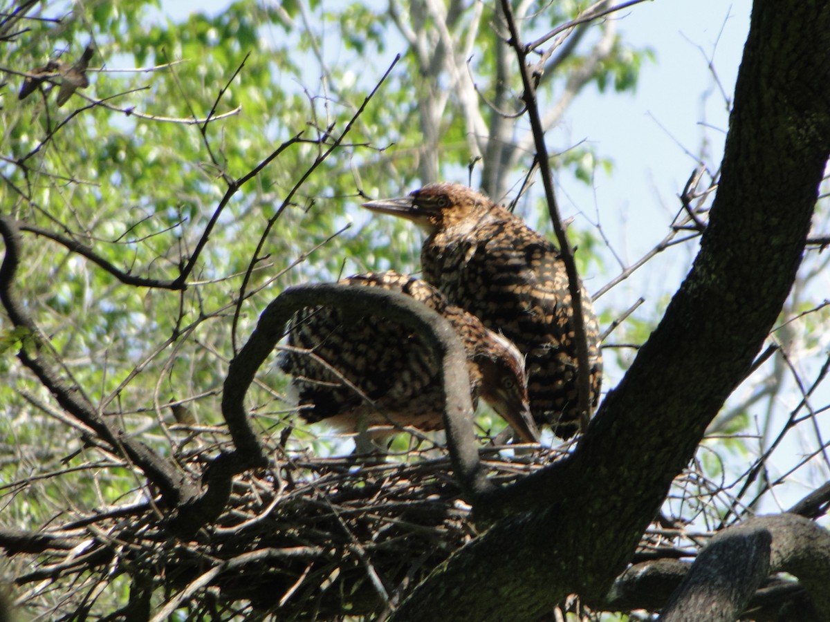 Rufescent Tiger-Heron - ML643453328