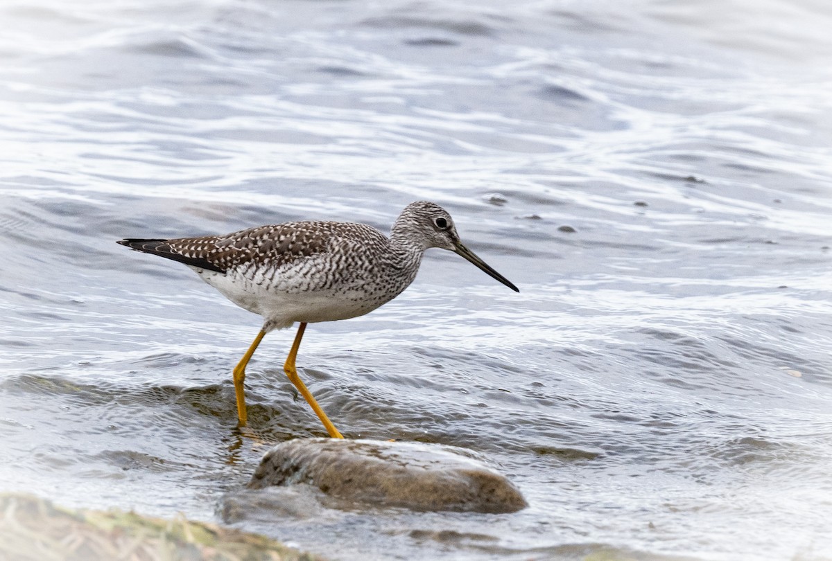 plystresnipe - ML643453359