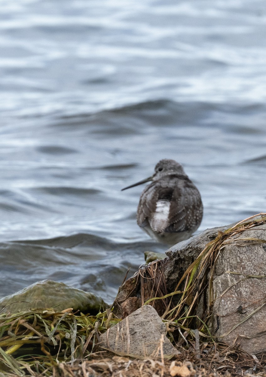 plystresnipe - ML643453360