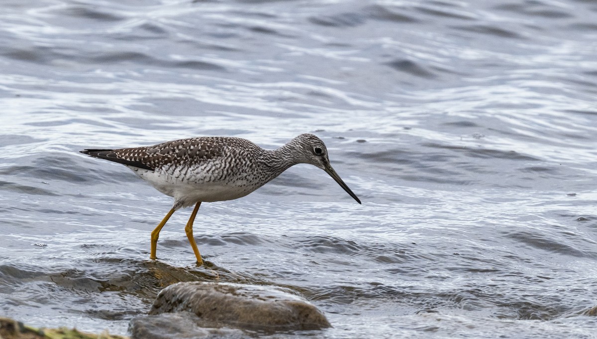 plystresnipe - ML643453361