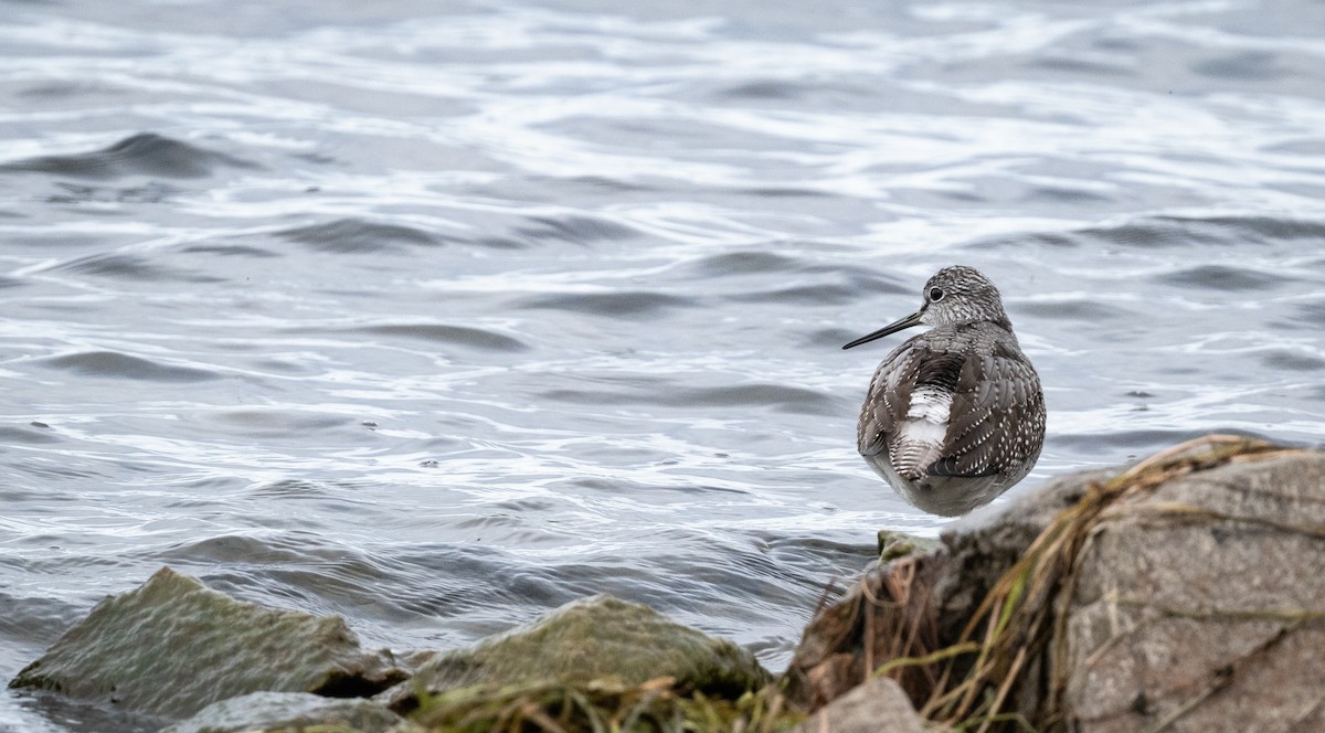 plystresnipe - ML643453362
