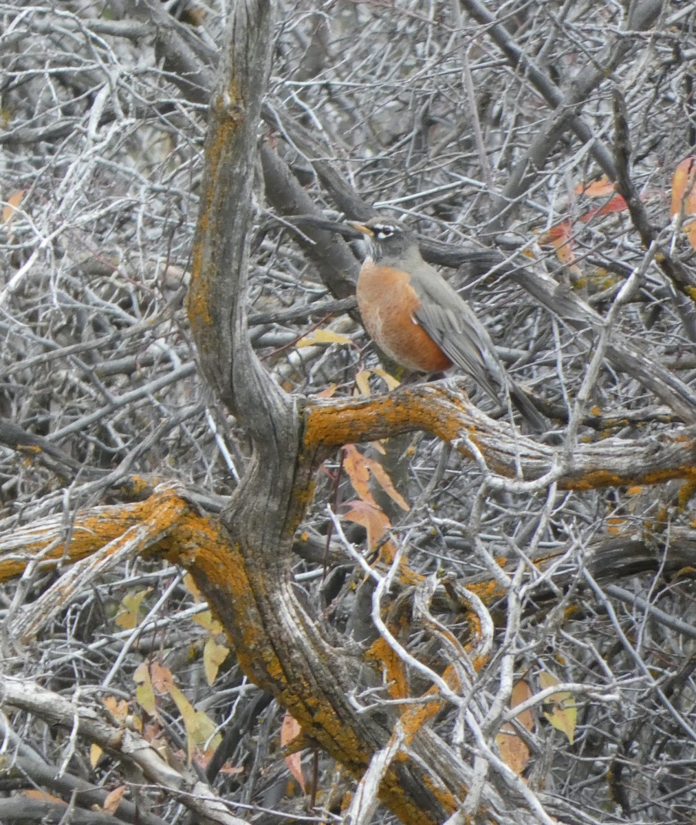 American Robin - ML643453375
