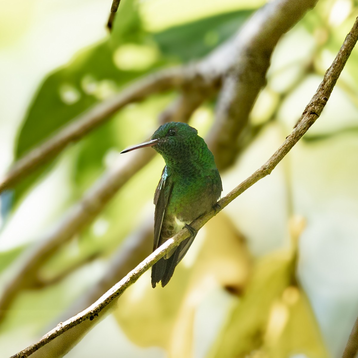 Green-bellied Hummingbird - ML643453382