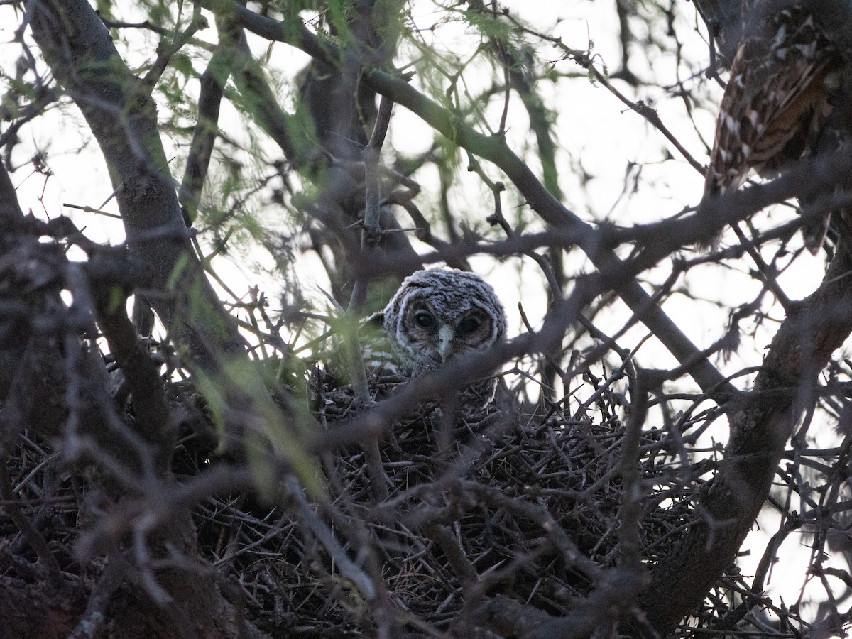 Chaco Owl - ML643453388