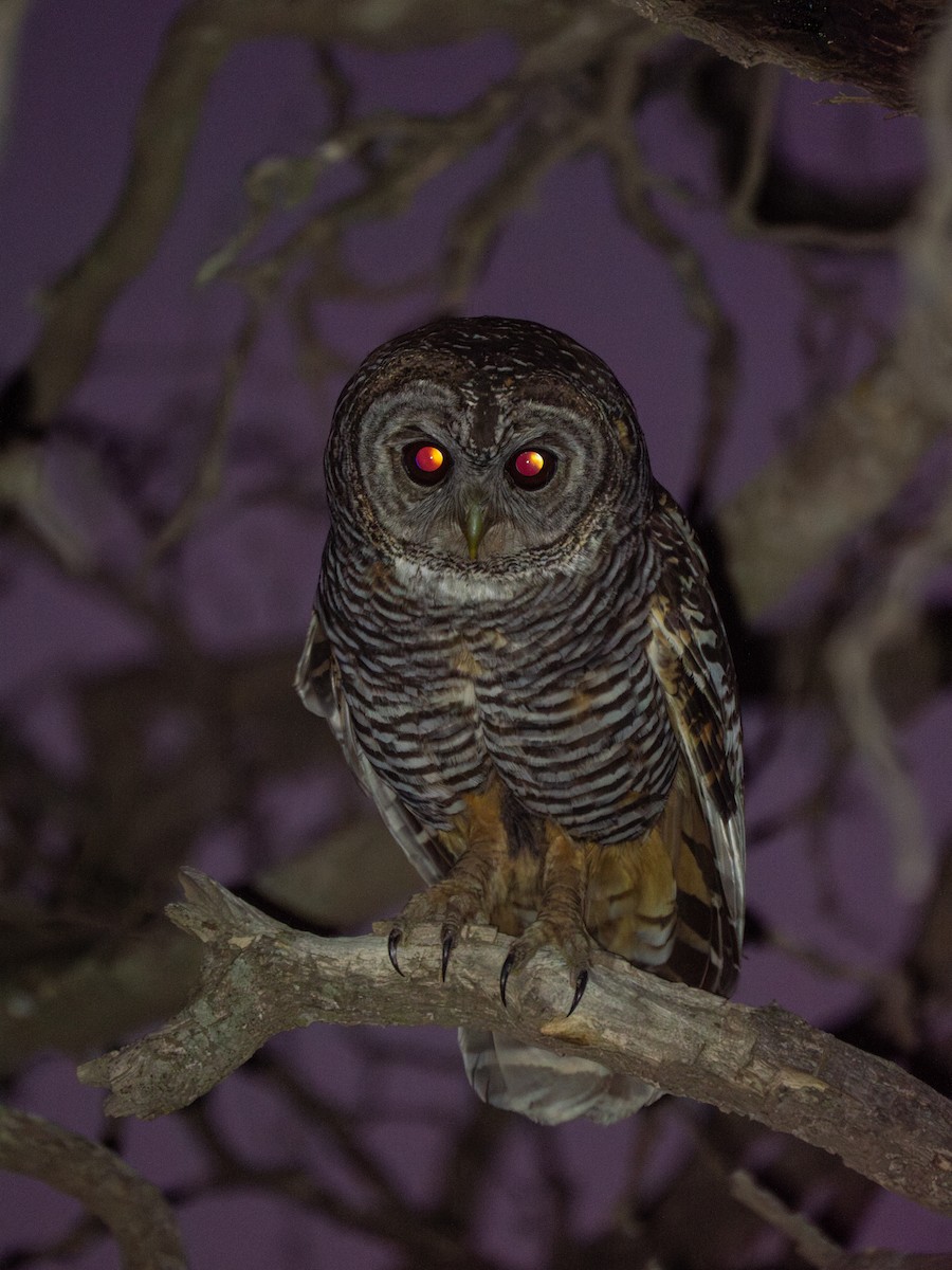 Chaco Owl - ML643453389
