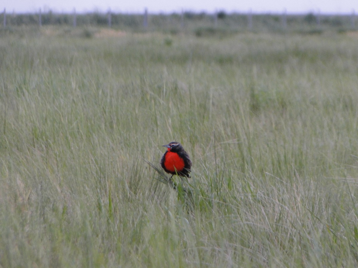Pampas Meadowlark - ML643453390