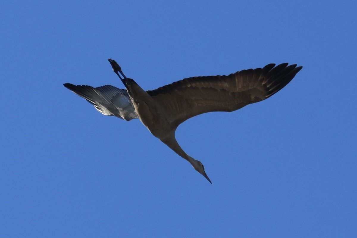 jeřáb kanadský - ML643453395