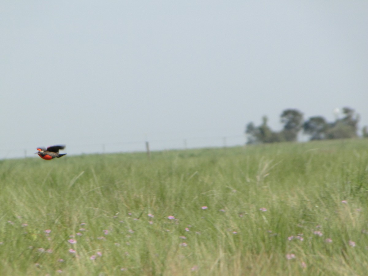 Pampas Meadowlark - ML643453399