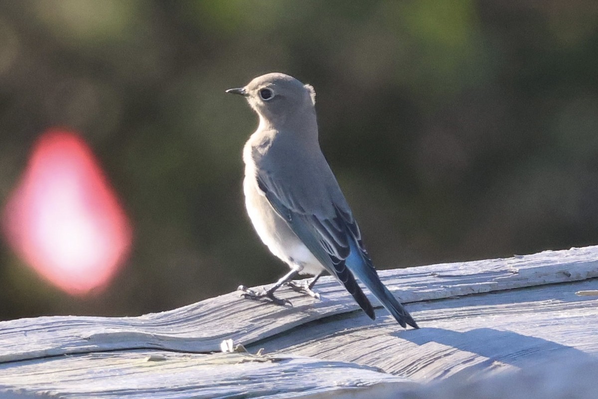 salašník horský - ML643453402