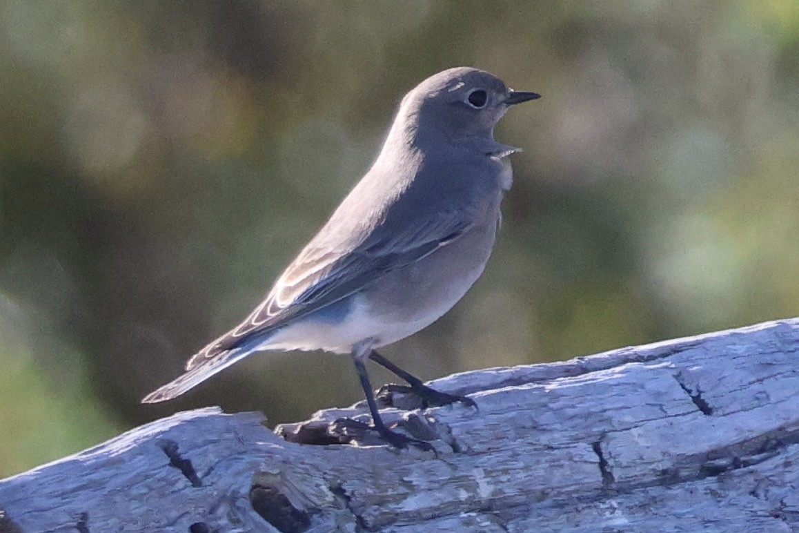 salašník horský - ML643453403