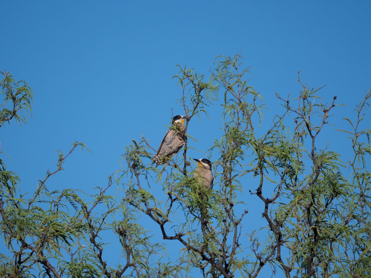 White-fronted Woodpecker - ML643453404