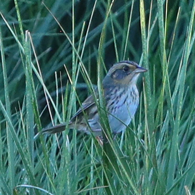 Saltmarsh Sparrow - ML643453411