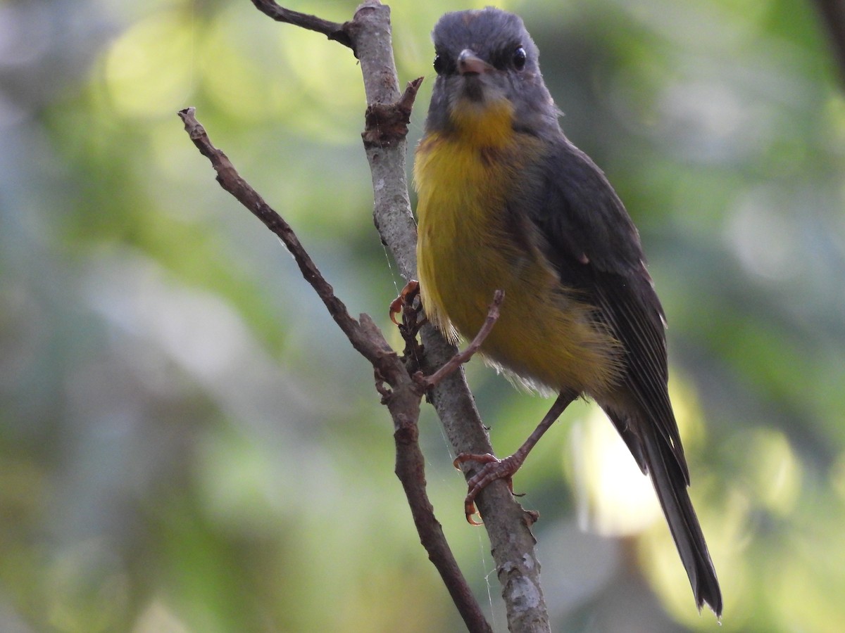 Eastern Yellow Robin - ML643453412