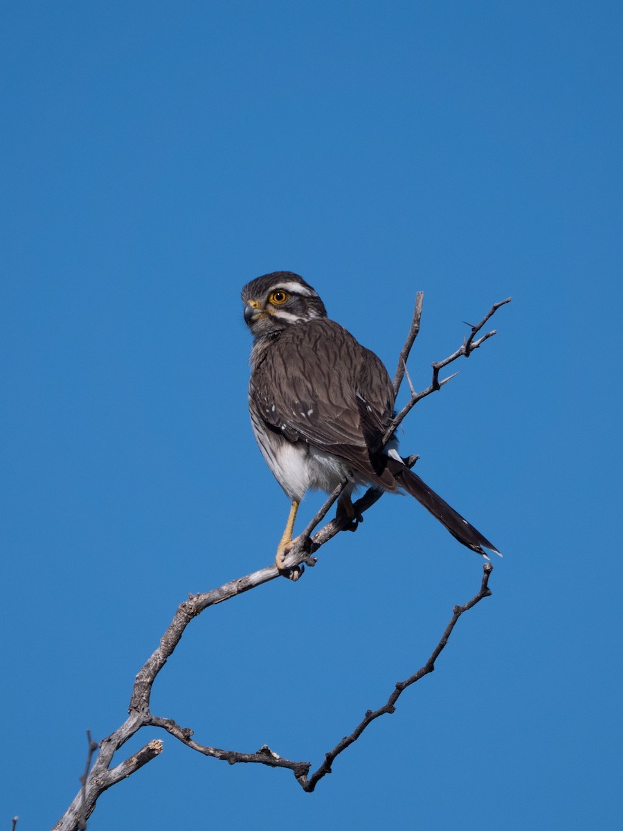 Spot-winged Falconet - ML643453419
