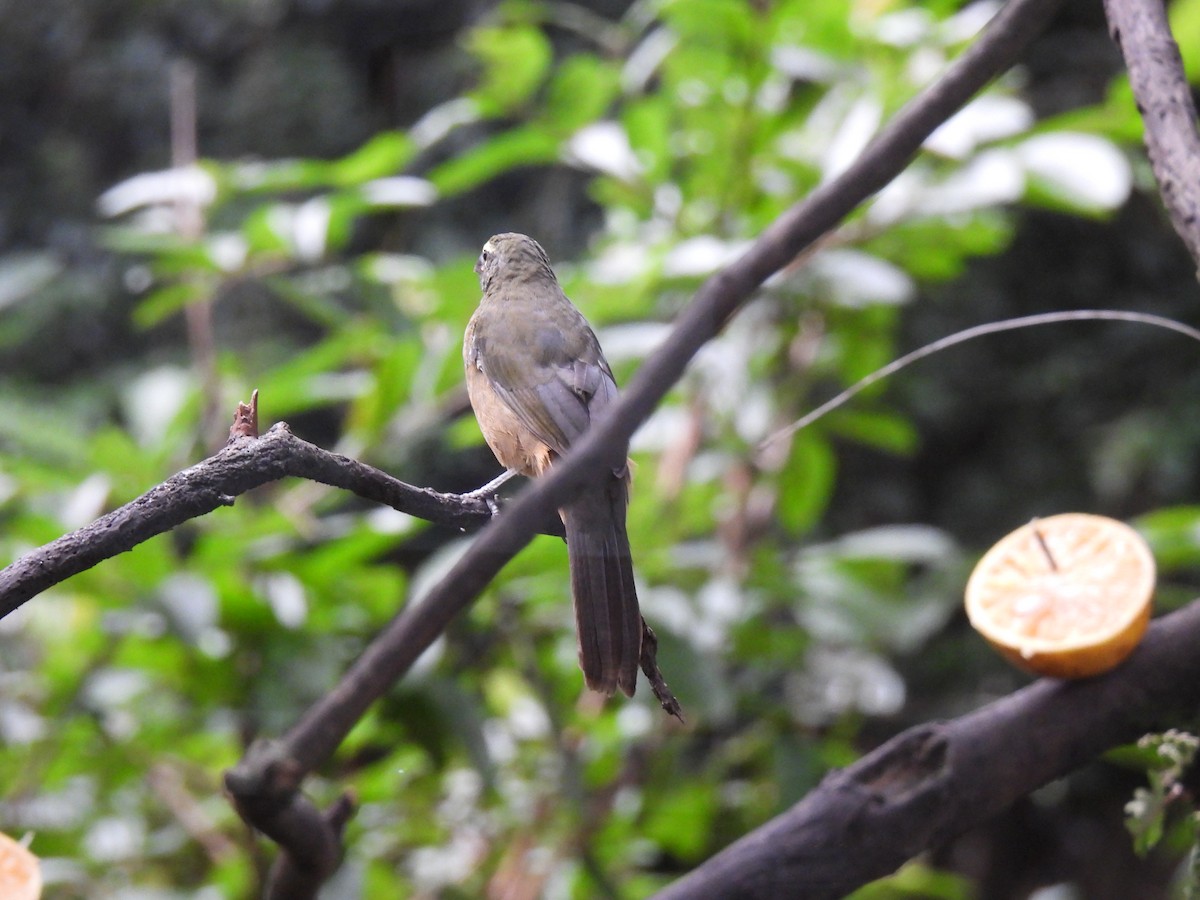 Cinnamon-bellied Saltator - ML643453425