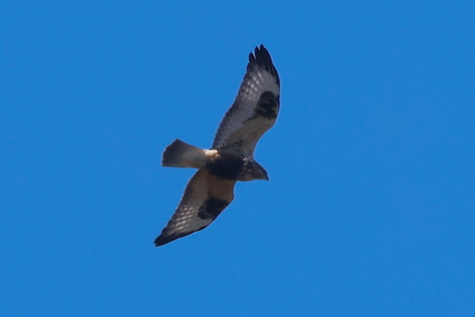 káně rousná - ML643453428