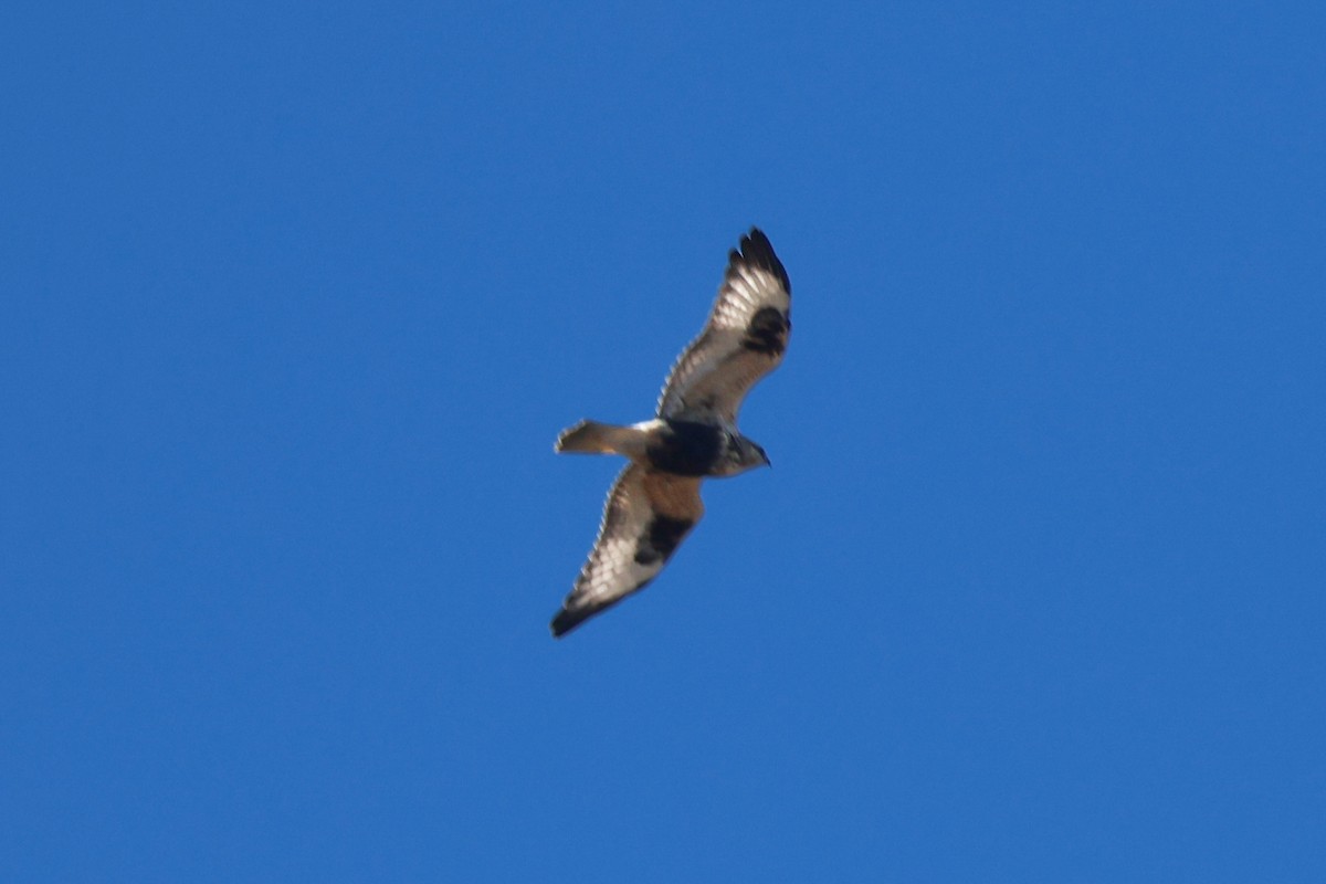 káně rousná - ML643453429