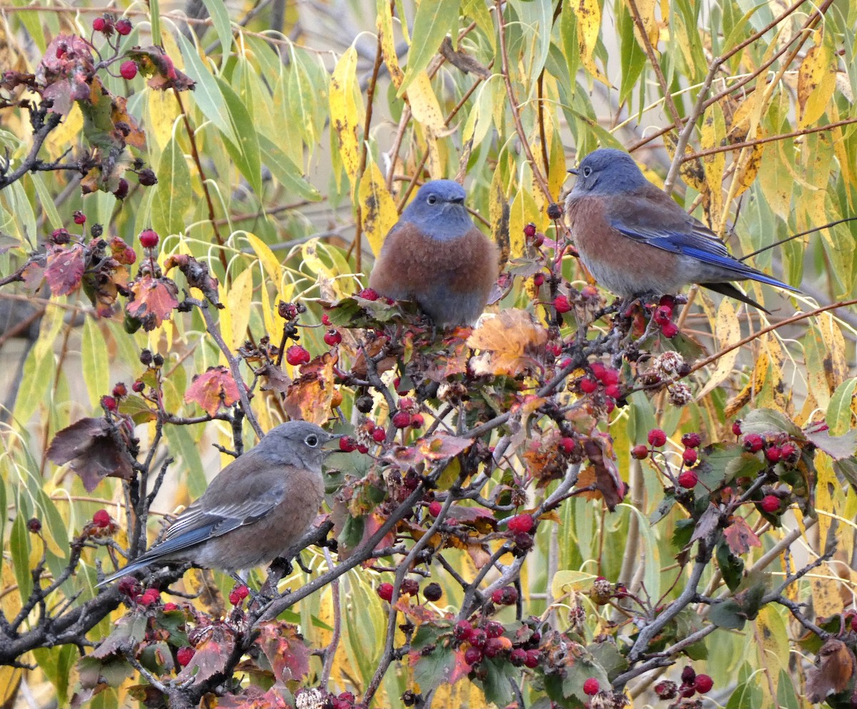 Western Bluebird - ML643453430