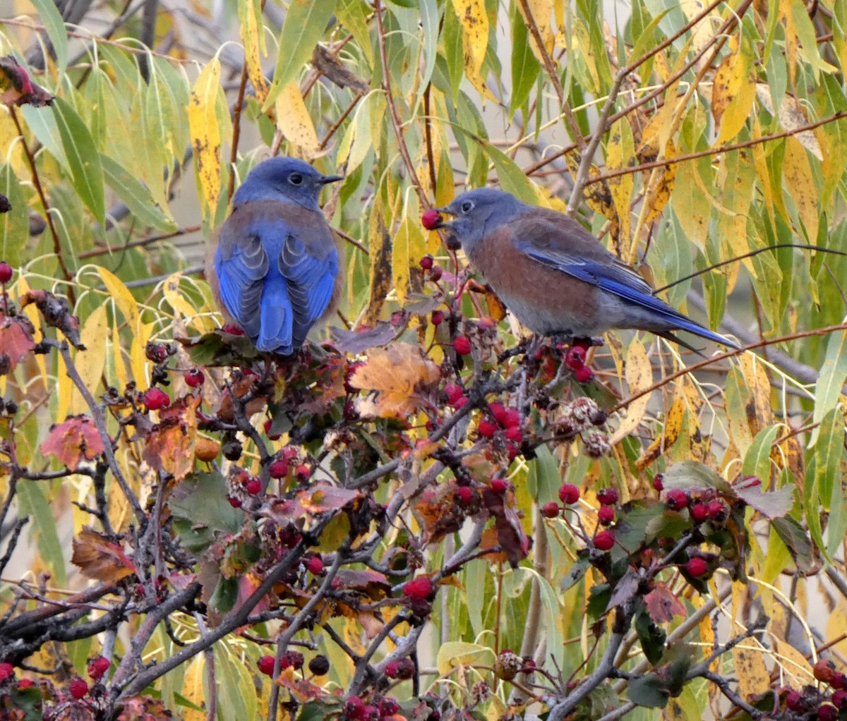 Western Bluebird - ML643453438