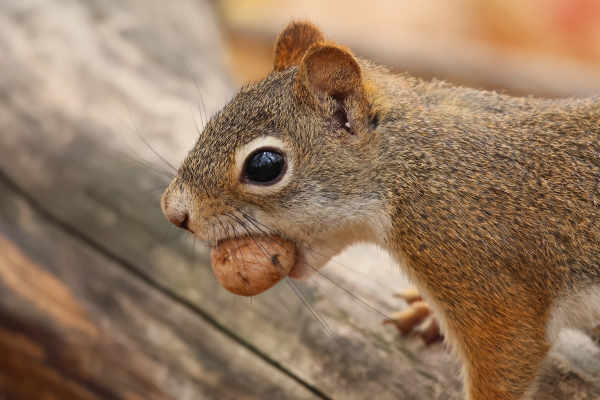 Animals - ML643453442