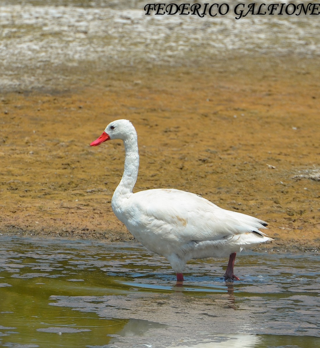 Coscoroba Swan - ML643453446