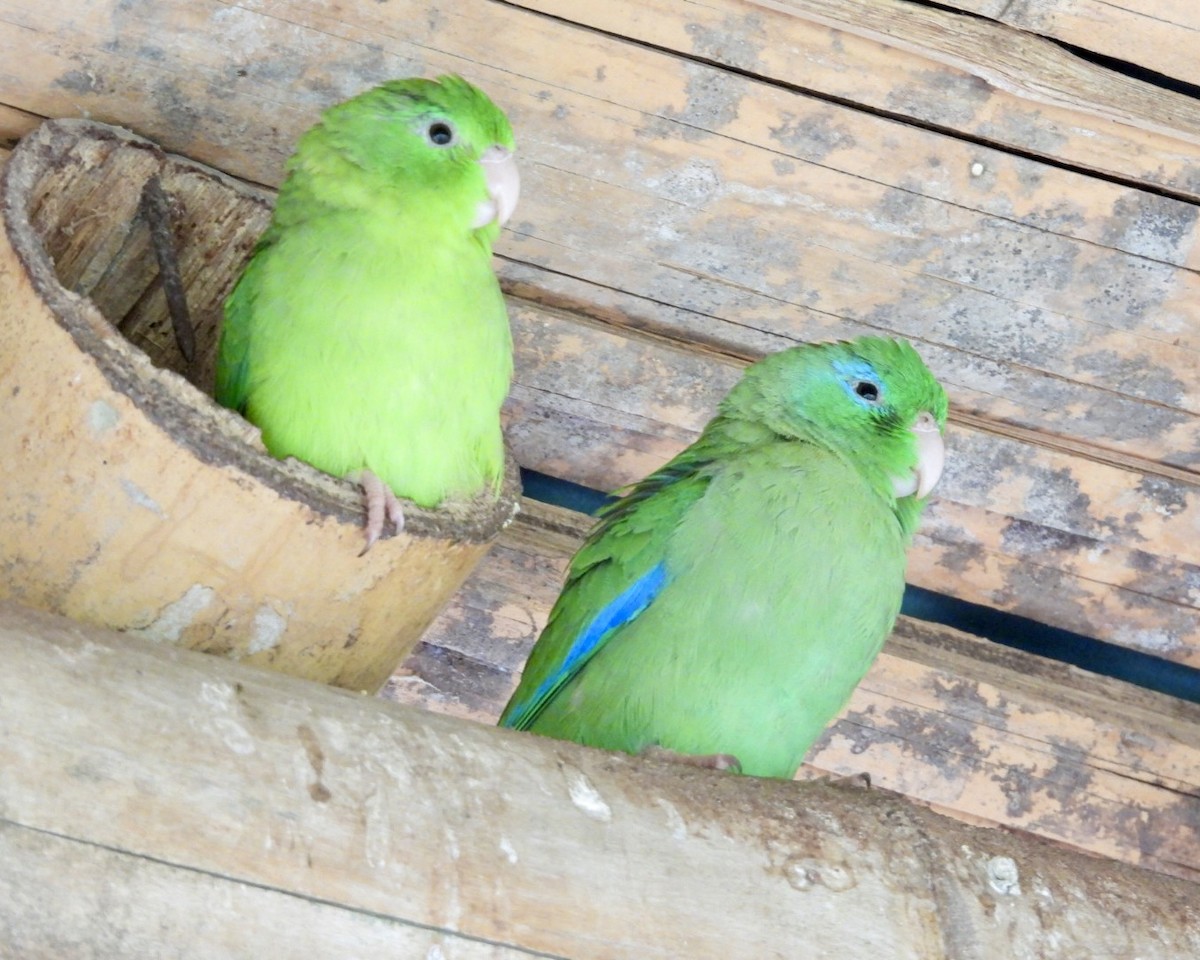 Spectacled Parrotlet - ML643453450