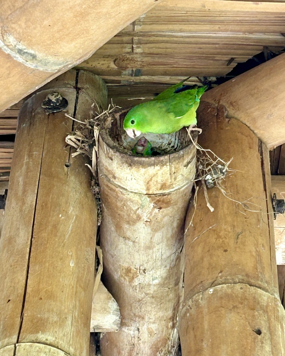 Spectacled Parrotlet - ML643453452
