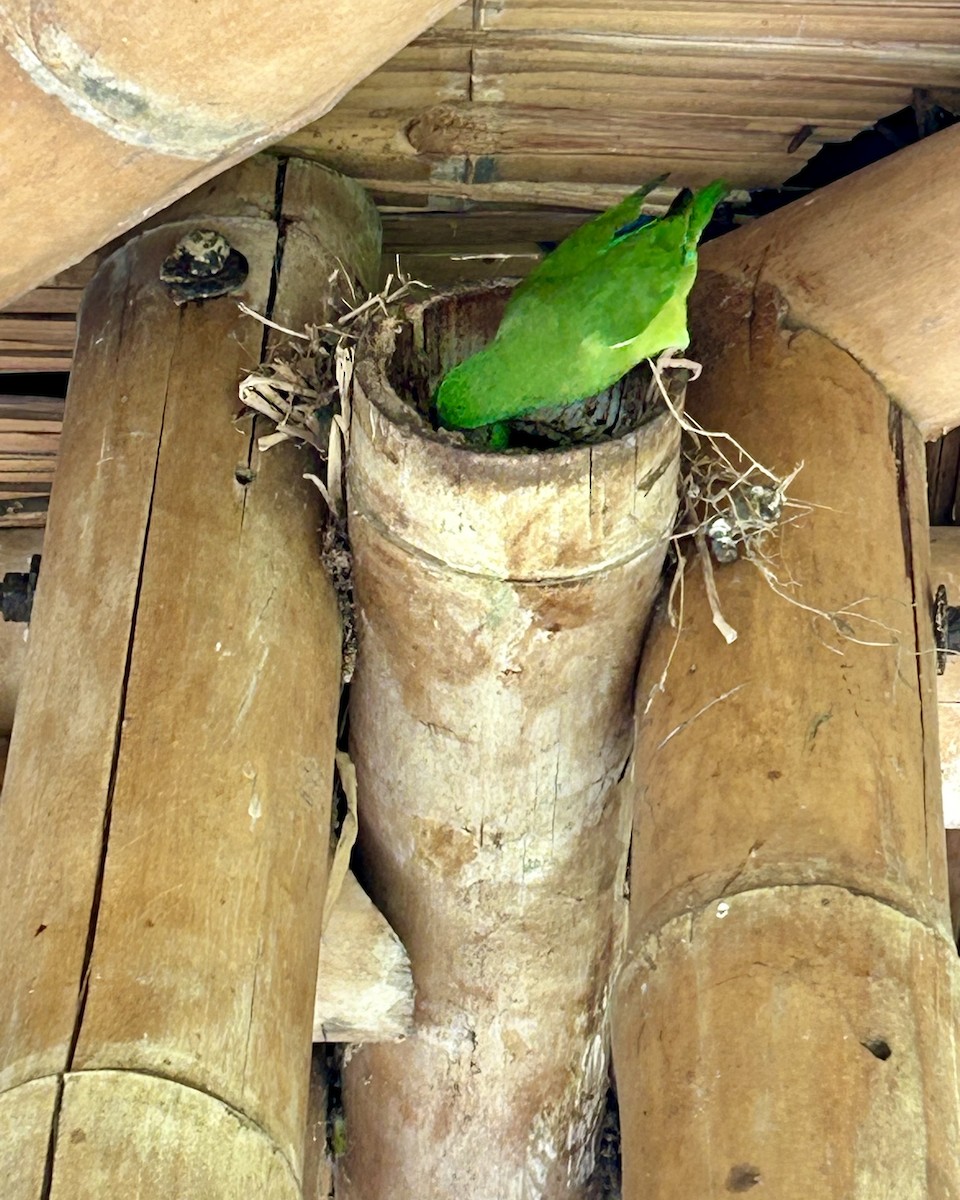 Spectacled Parrotlet - ML643453453