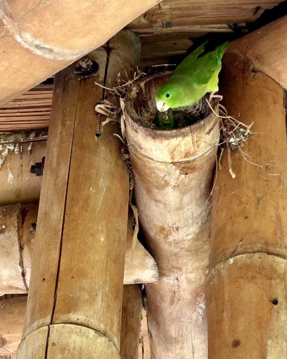 Spectacled Parrotlet - ML643453454
