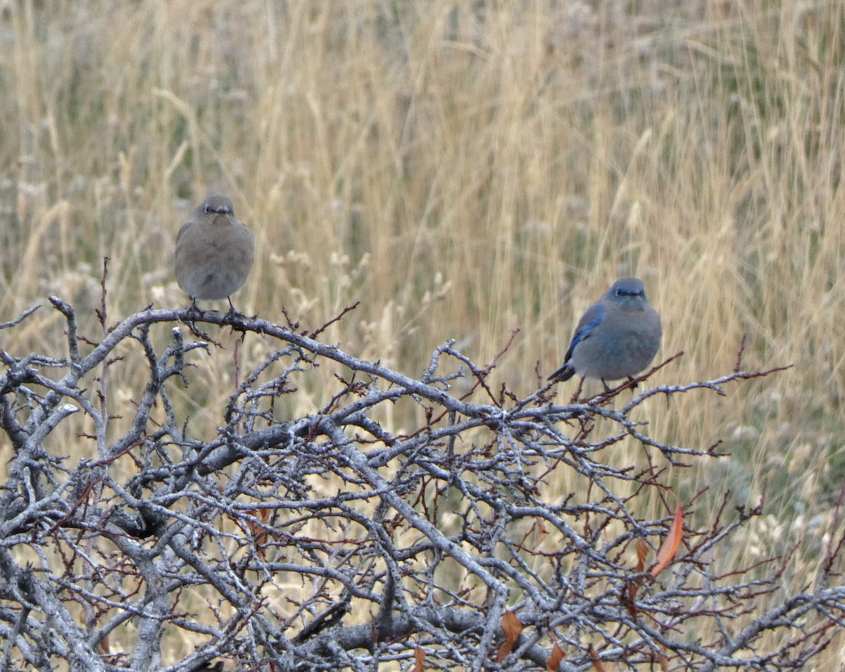 Mountain Bluebird - ML643453460
