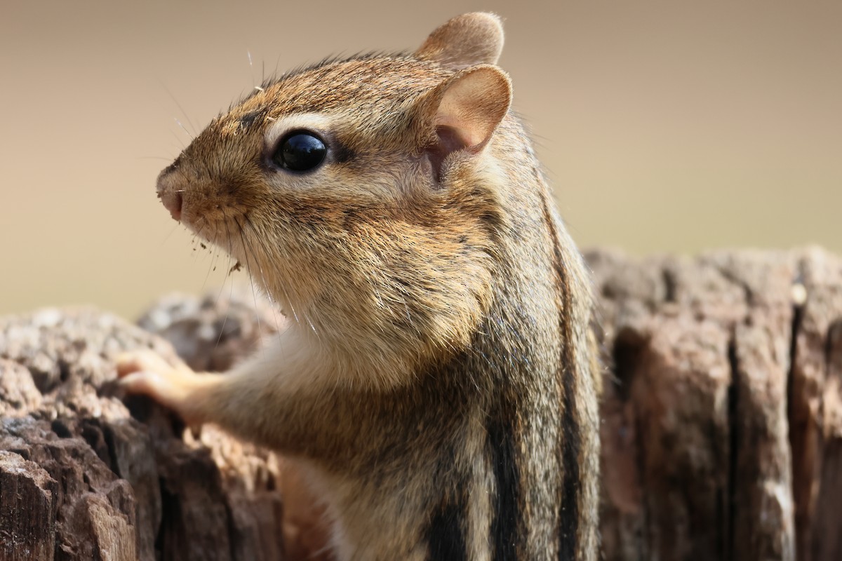 Animals - ML643453461