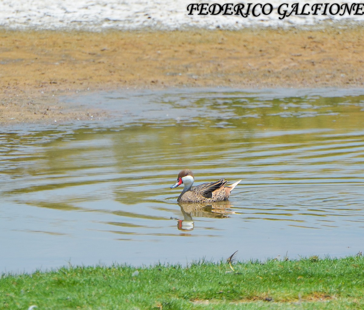 White-cheeked Pintail - ML643453463