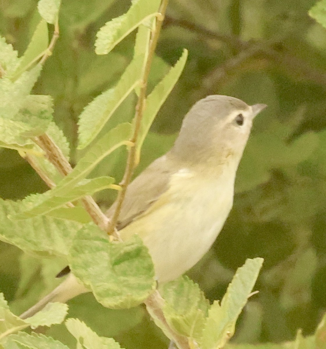 Western Warbling Vireo - ML643453464