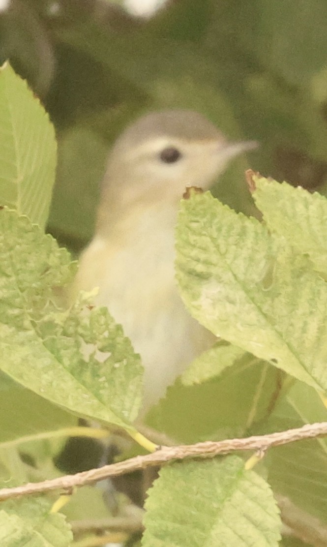 Western Warbling Vireo - ML643453465