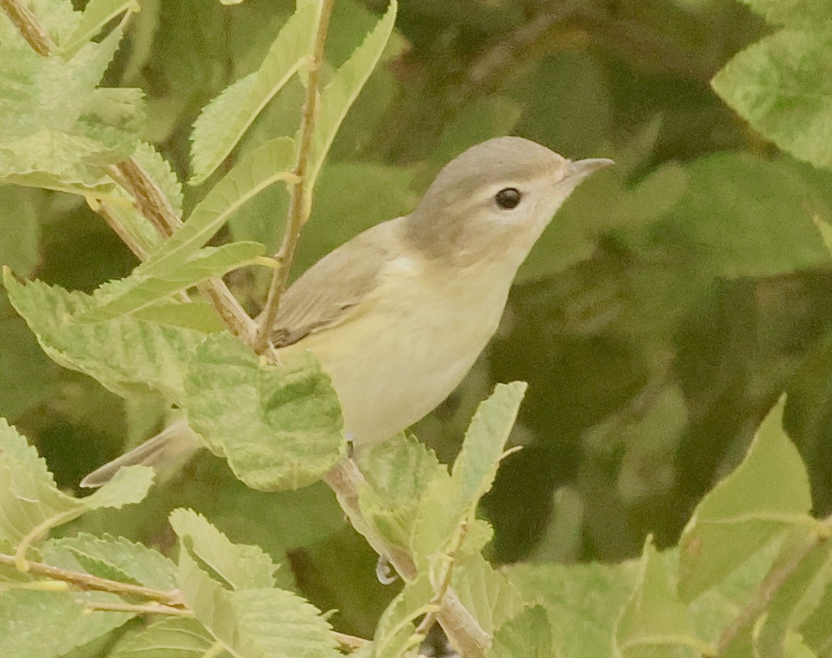 Western Warbling Vireo - ML643453466