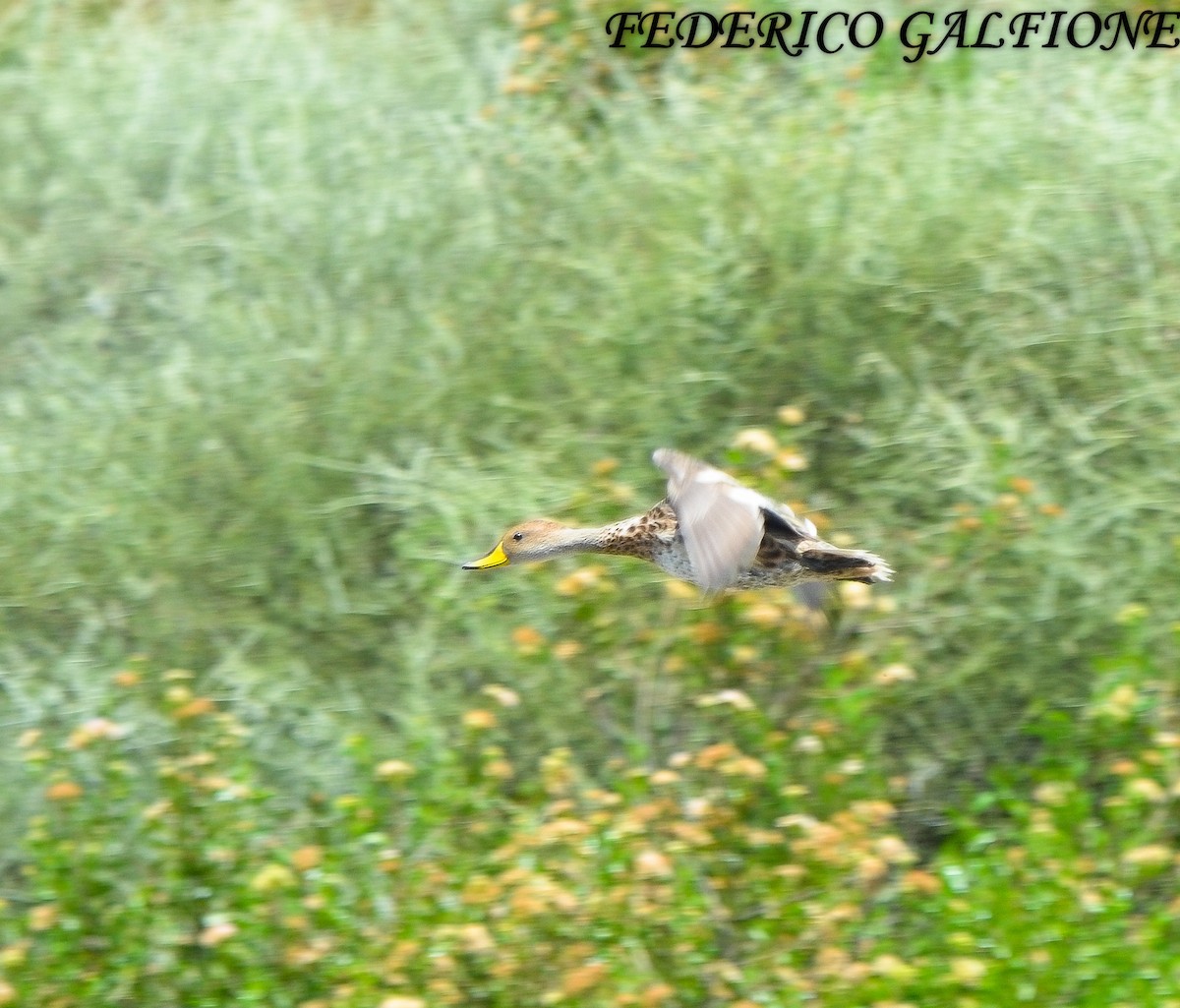 Yellow-billed Pintail - ML643453473