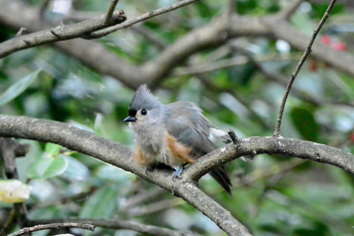 Herrerillo Bicolor - ML643453487