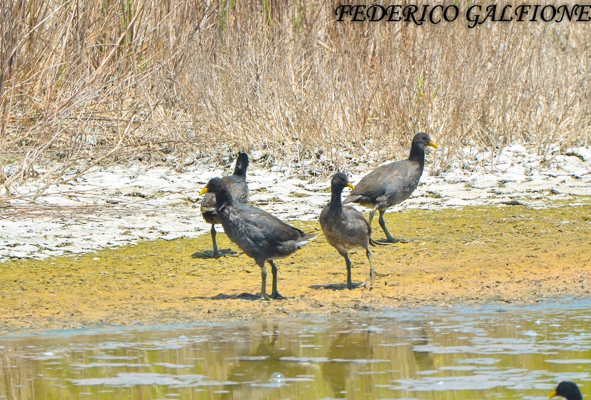 Red-fronted Coot - ML643453497