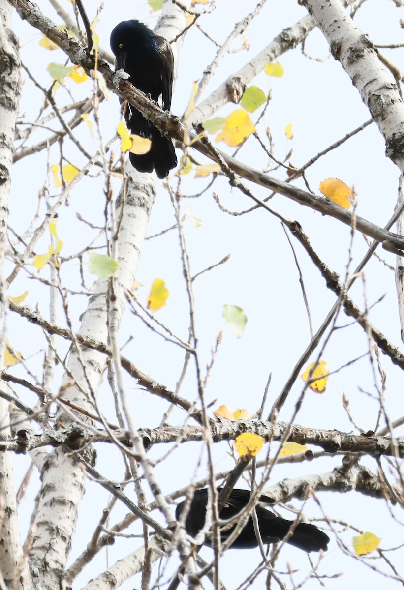 Common Grackle - ML643453503