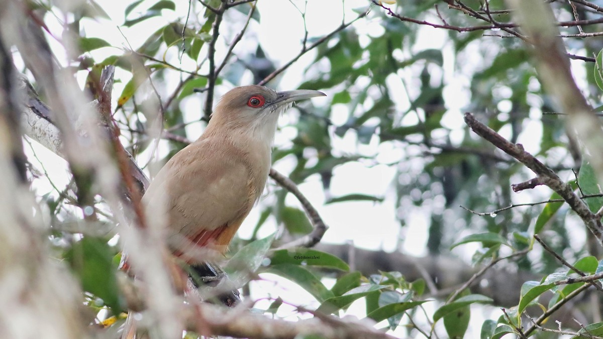 Great Lizard-Cuckoo - ML643453506