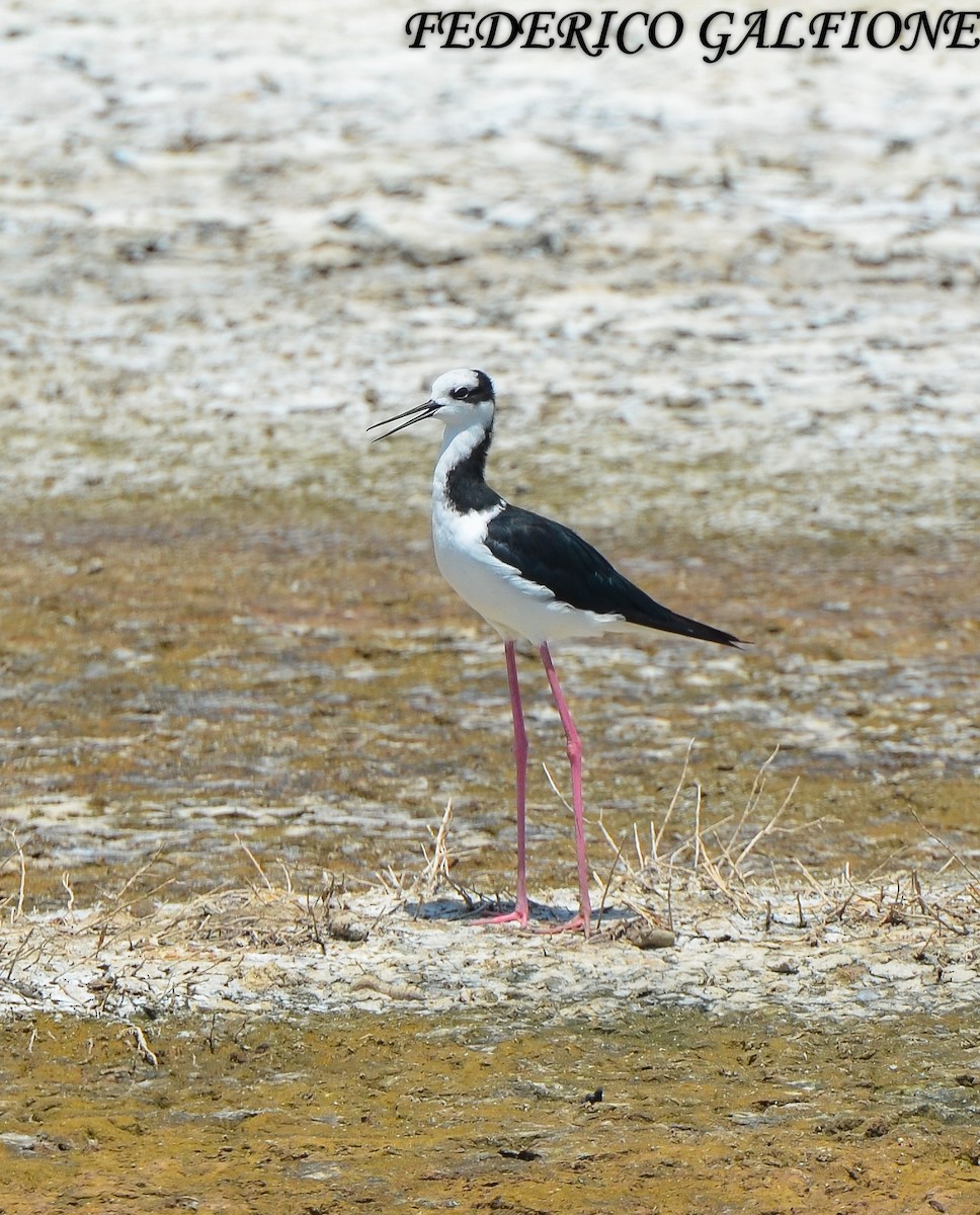 Échasse d'Amérique - ML643453509