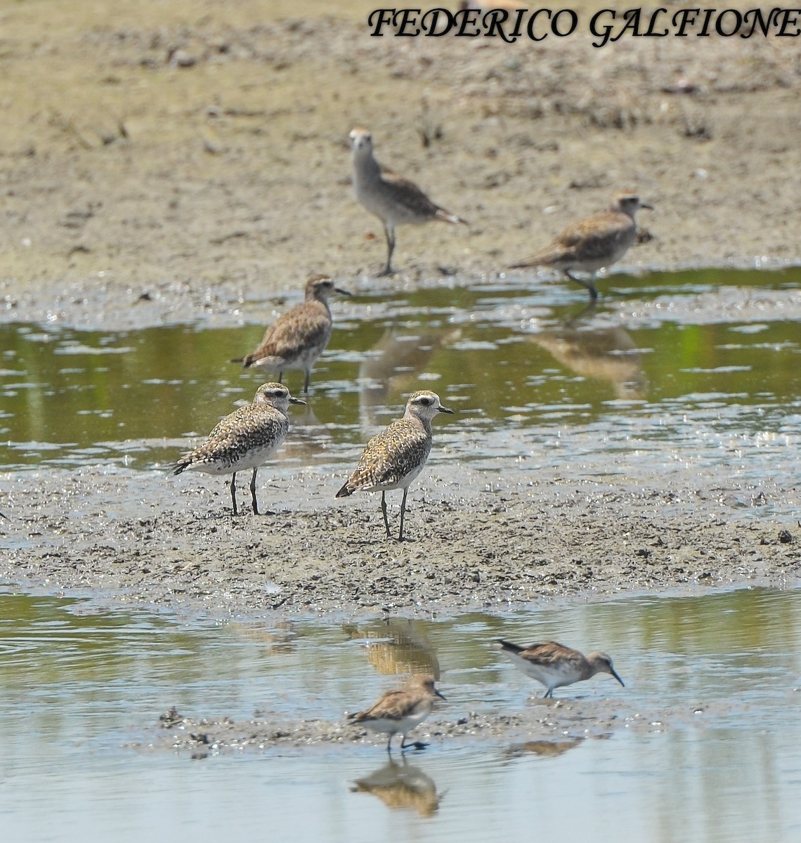 American Golden-Plover - ML643453515