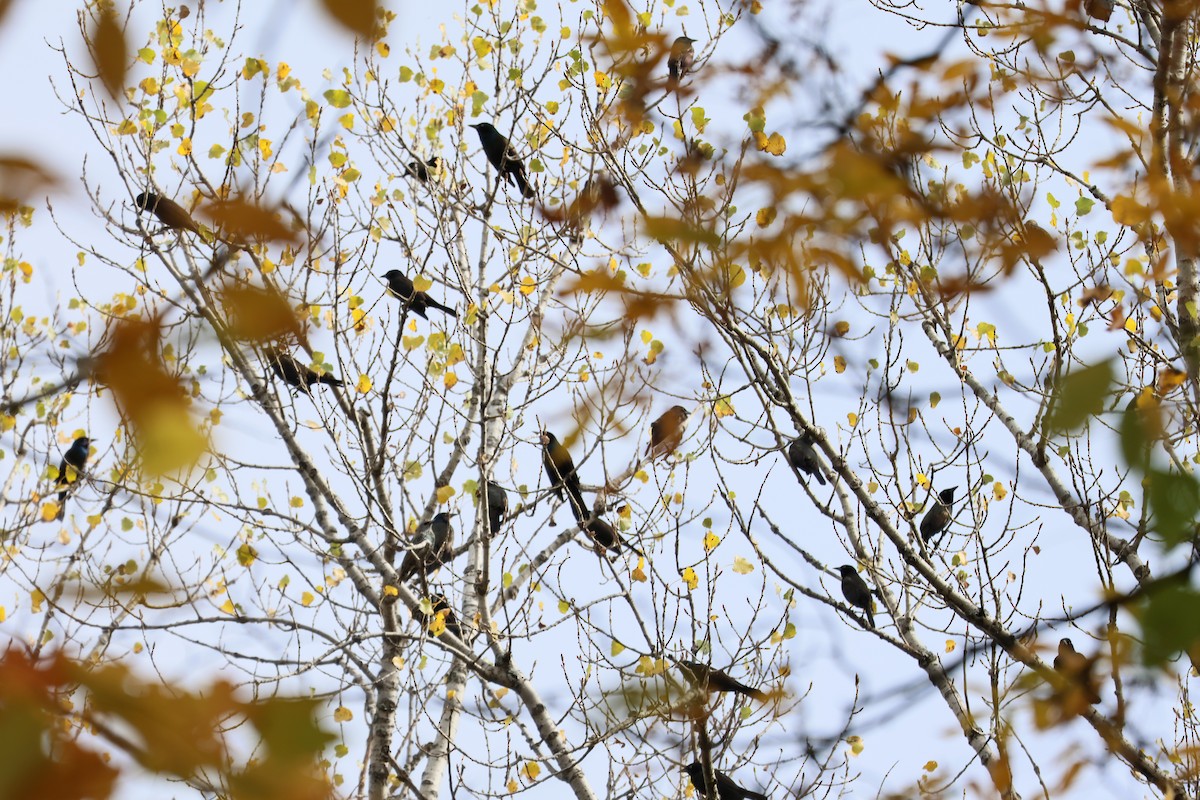 Common Grackle - ML643453516