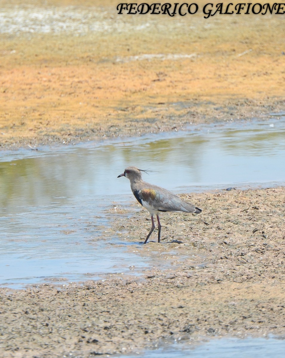 Southern Lapwing - ML643453520