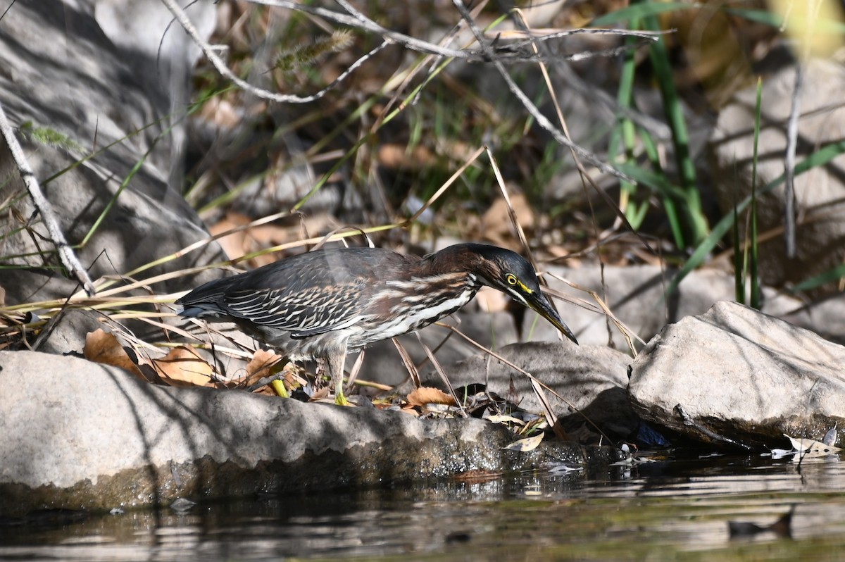 Green Heron - ML643453523